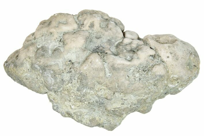 Ordovician Chaetetid Sponge (Solenopora) Fossil - Kentucky #270378